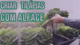 Como criar Tilapia com Alface organica em casa [upl. by Elleynad498]