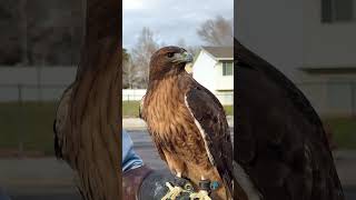 Redtailed hawk in n falconry falconry [upl. by Rases]