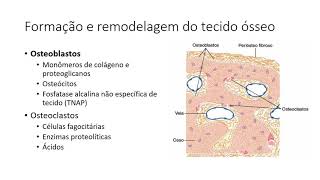 Regulação Hormonal do Metabolismo de Cálcio e Fosfato [upl. by Anayhd]