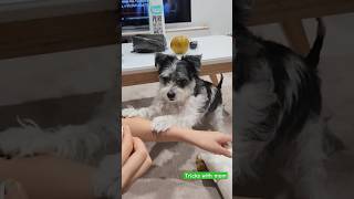 FUNNY dog wants treats cute animals doglover dog funnyshorts funnyshorts tricks [upl. by Lenni]