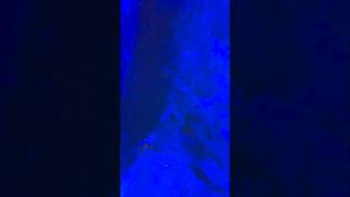 THIS IS MY MARINE TANKPART 8 aquarium saltwaterfishtank samsungs24ultra [upl. by Vaughn]