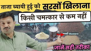 दूध और फैट के लिए गाय भैंस को सरसों खिलाने का सही तरीका 👌🏽Musturd for cow [upl. by Ogg]