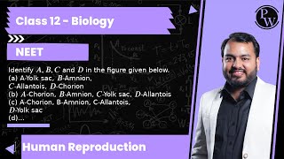 Identify A B C and D in the figure given below a AYolk sac BAmnion CAllantois DChorio [upl. by Etti]