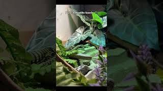 Cute timelapse of my armadillo lizards Ouroborus cataphractus reptiles lizard armadillolizard [upl. by Onaicnop]