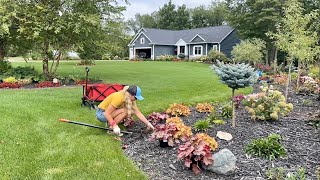 Planting Georgia Peach amp Peach Flambé Heuchera in The Lane Moving Struggling Plants to New Spots [upl. by Thin219]