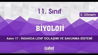 11 Sınıf Biyoloji – Ders 17 – İnsanda Lenf Dolaşımı ve Savunma Sstemi [upl. by Tibbitts]