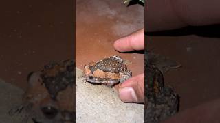 Catch a frog and toad funny videos youtubeshort wildfrog shortvideo frog funny [upl. by Zhang]