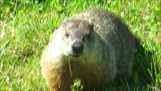 wood chuck groundhog [upl. by Lirbij]