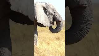 Elephant in Etosha National Park [upl. by Shem915]