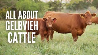 Gelbvieh Cattle Everything You Should Know [upl. by Goetz]