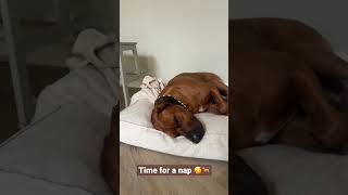 Rhodesian Ridgeback nap time 😴 rhodesianridgeback rhodesian ridgeback dogbreeds bestdog [upl. by Mccurdy]