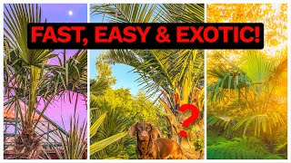 3 Fast Growing amp Easy Hardy Palm Ideas for UK Tropical Style Gardens [upl. by Aninad263]