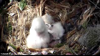 Redtailed Hawk Hatchlings Downy Feathers Start To Dry Hours After Hatch– May 2 2019 [upl. by Orlantha956]