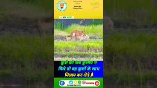 कुत्ते के बारे में रोचक तथ्य 🐶😨 ytshort viral fact animals trending shortfeed [upl. by Setiram148]