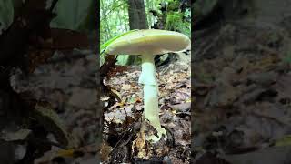 Amanite phalloïde☠️septembre 2024amanita phalloïdes [upl. by Yc]