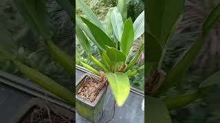 Philodendron philodebdron flowers plants nature houseplant outdoorplants houseplantchannel [upl. by Wolfgang]