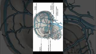 Emissary veins communicating between cavernous sinus and pterygoid venous plexus shorts [upl. by Fillander853]