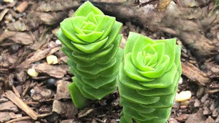 Crassula Varieties including Stacked Crassula Varieties  James Lucas Succulent collection [upl. by Yhtommit]