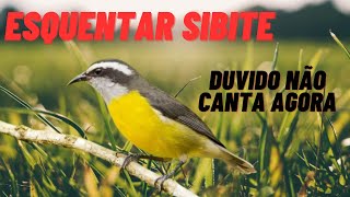 esquentar sibite com cambacica cantando foguear sibite com canto de sibite [upl. by Acinyt163]