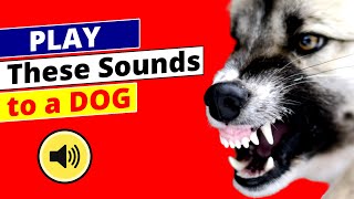 What Happens When You Play THESE Sounds To A Dog [upl. by Aline995]