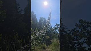 20ft tall flower  Echium pininana  Top 10 Plants beautiful [upl. by Gnaw330]