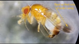 spotted wing drosophila [upl. by Nyad]