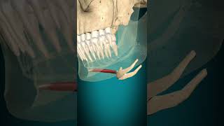 Geniohyoid muscle action hyoid bone elevation muscle bone anatomy [upl. by Skelton]