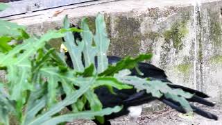 Black Curassow Elegant Tropical Bird At Tampa Zoo [upl. by Demodena]