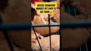 Visited Crawford Market Pet Shop To see Them 😍 shorts crawfordmarket [upl. by Orodoet]