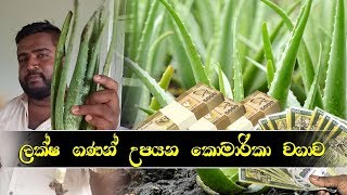 ලක්ෂ ගණන් ඉපයිය හැකි කෝමාරිකා වගාව  How to make money from aloe vera cultivation [upl. by Chuah347]