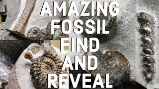 Fossil hunting with amazing finds and reveals [upl. by Dion42]