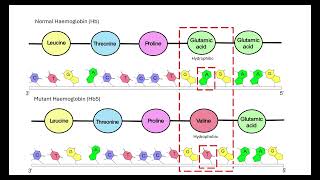 Gene mutations 611 Cellular control [upl. by Petra]