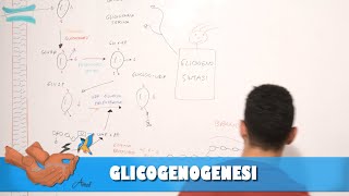 Glicogenogenesi [upl. by Aryajay]