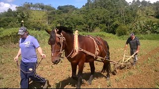 Passando capinadeira no milho com cavalo  Coração Campeiro [upl. by Okire]