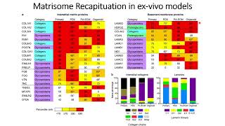 Matrisome Recapitulation in Exvivo models on PDAC Code 683 [upl. by Arec557]