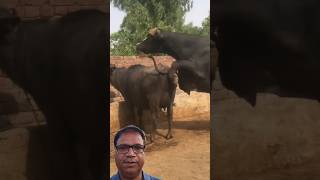 BUFFALO IS MEETING LIVE cow animals reels bull shortsviral viralshort ytshorts viralvideos [upl. by Bernelle]