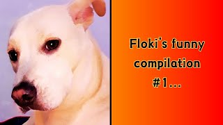 FLOKIS FUNNY COMPILATION 1 [upl. by Wilkins]