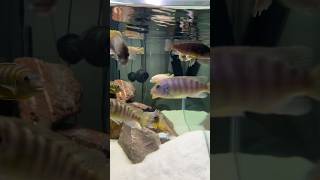 120 Gallon African Cichlid Tank Update [upl. by Cannell144]