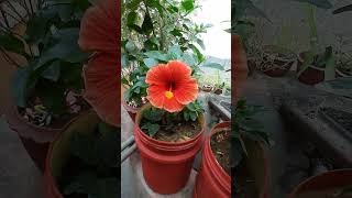 Beautiful Hibiscus flowerhibiscushibiscusplantfloweringplantyoutubeshortsviralshorttrendingmy [upl. by Samaria]