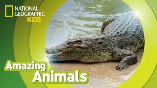 Crocodile  Amazing Animals [upl. by Arlette]