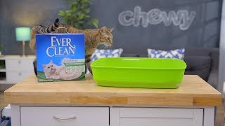 Ever Clean Kitty Litter  Chewy [upl. by Demakis]