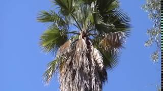 Importance of the Palm Beard  Prune Like a Pro [upl. by Borchers]