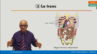 Anatomie générale  La région thoracoabdominale [upl. by Yruok515]