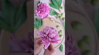 Assembling a paper pink garden peony handcrafted with fine crepe paper paperflowers paperpeony 🌸 [upl. by Oijile]