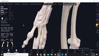 hand ligaments part 2  lecture 5 [upl. by Cooley]