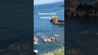 Sleeping seals Godrevy Cornwall cornwalllife wheelchairadventures travel nature wheelchairlife [upl. by Aticnemrac319]