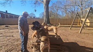 The Hybrid Mastiff Unleashing A Big Dog Revolution 🦍 [upl. by Jordans]