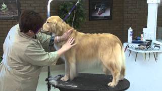 Grooming the Golden Retriever with Lisa Leady [upl. by Ordnassela500]