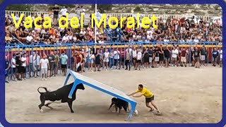 Vaca del Moralet Ganaderia Benavent 01092024 [upl. by Refitsirhc385]