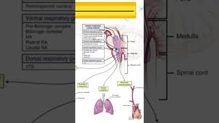 Understanding the Ventral Respiratory Group in the Brain Stem and Its Function [upl. by Ziguard]